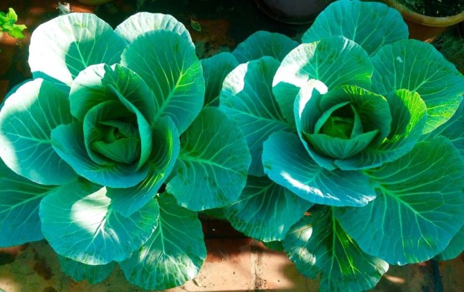 hari5-Now it is just a Hope! 10 days from now.... I am going to Hop!